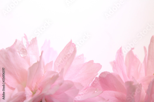 Close Up of Fresh Cherry Blossom Flowers in Bloom For Background