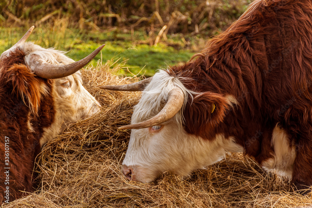 Horned cows grazing on hay in a farm field on the Isle of Wight, UK