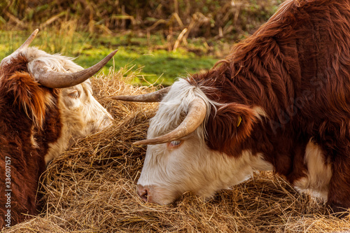 Obraz na płótnie Horned cows grazing on hay in a farm field on the Isle of Wight, UK w salonie