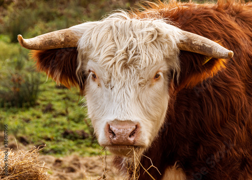 Obraz na płótnie A curious horned cow pauses from grazing to look into the camera w salonie