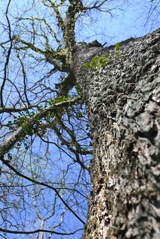 Baum, Wald, Bäume, Forest, Sonne, Frühling Baum, Wald, Bäume, Forest, Sonne, Frühling