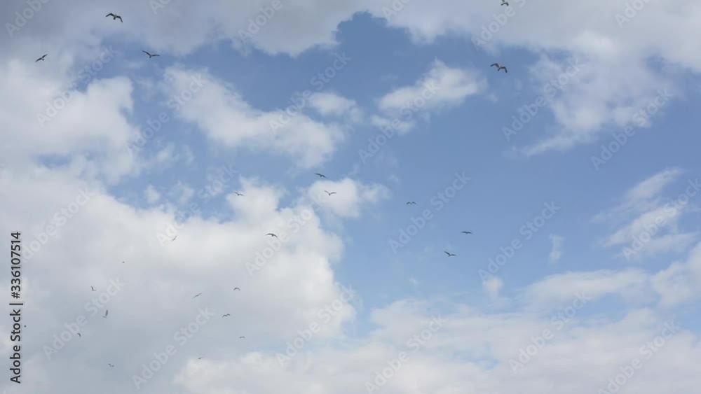 Flock of seagulls flying over the sea with amazing clouds on the background. Ukrainian wild nature. Flock of seagulls flying over the sea with amazing clouds on the background. Ukrainian wild nature.