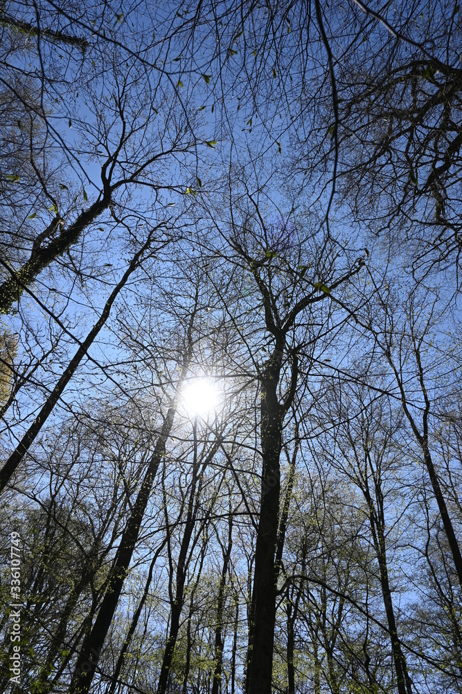 Fototapeta premium Baum, Wald, Bäume, Forest, Sonne, Frühling