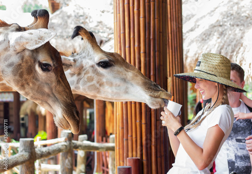 Photography Young attractive tourist woman in hat feeds сute giraffe in Safari zoo park