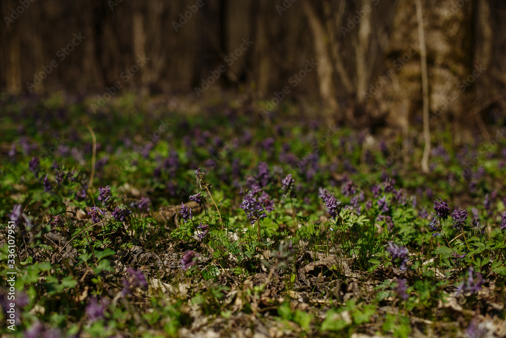 first spring flowers in the forest first spring flowers in the forest
