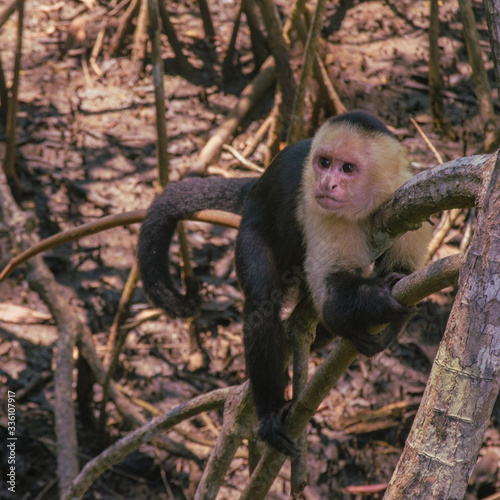 CAPUCHIN MONKEY 01