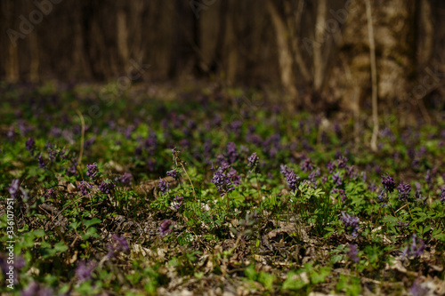 first spring flowers in the forest
