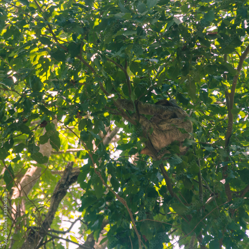 Obraz premium sloth on tree 01