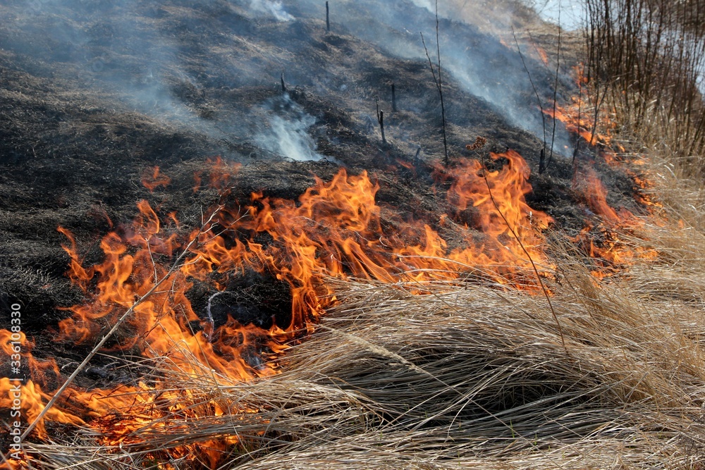 Burning field with old dry grass on fire at spring time in Latvia Burning field with old dry grass on fire at spring time in Latvia