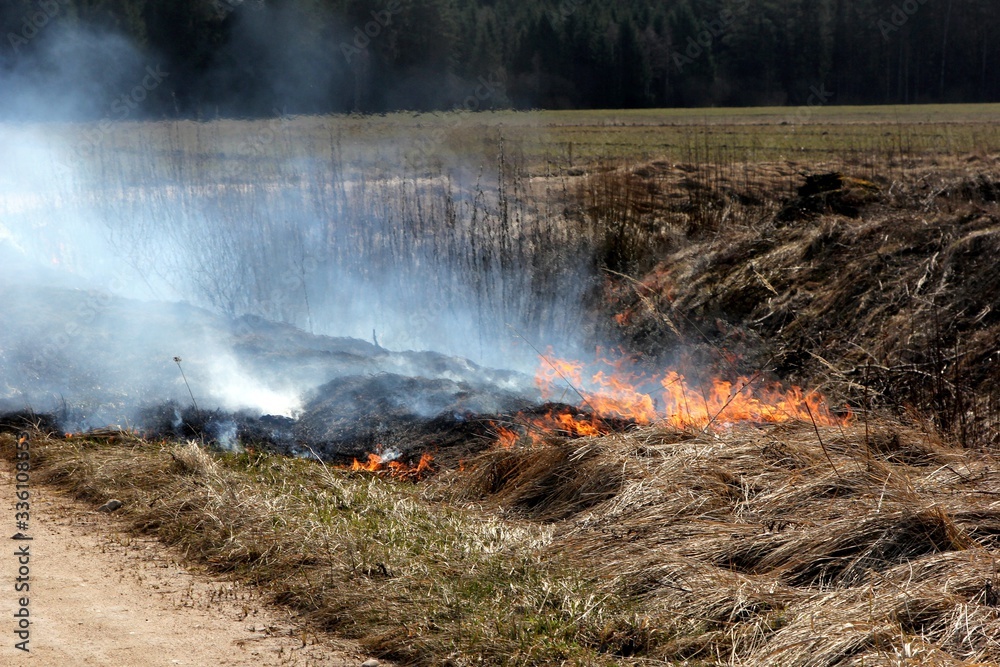 Obraz premium Burning field with old dry grass on fire at spring time in Latvia 