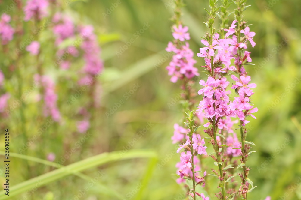 夏の花