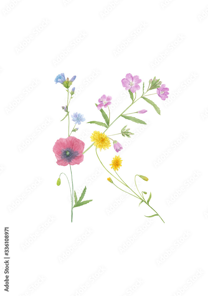 Watercolor hand drawn wild meadow flower alphabet collection. Letter K (chicory, fireweed, dandelion, poppy)  isolated on white background. Monogram element for summer design.