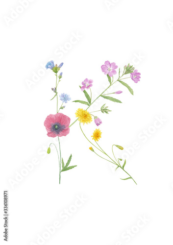 Watercolor hand drawn wild meadow flower alphabet collection. Letter K  chicory  fireweed  dandelion  poppy   isolated on white background. Monogram element for summer design.