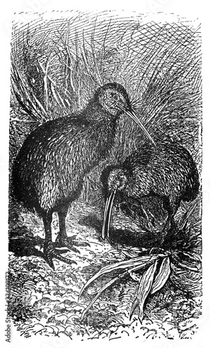 Kiwi bird / Antique engraved illustration from Brockhaus Konversations-Lexikon 1908