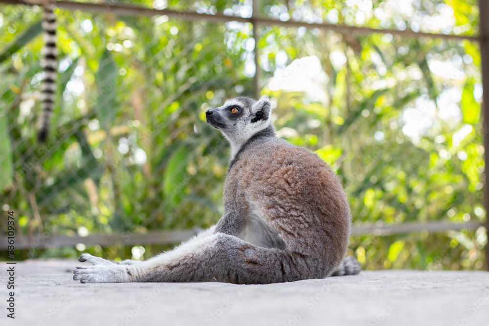 Fototapeta premium Lemur in Vinpearl Safari park. 