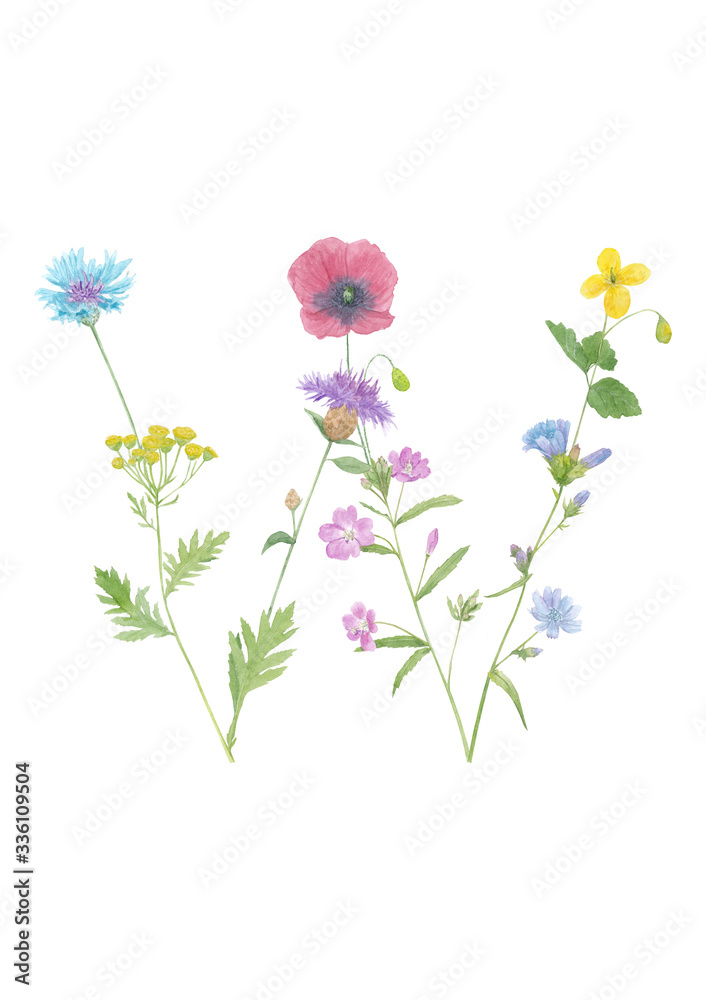 Watercolor hand drawn wild meadow flower alphabet collection. Letter W (chicory, poppy, tansy, cornflower, celandine, fireweed)  isolated on white background. Monogram element for summer design.
