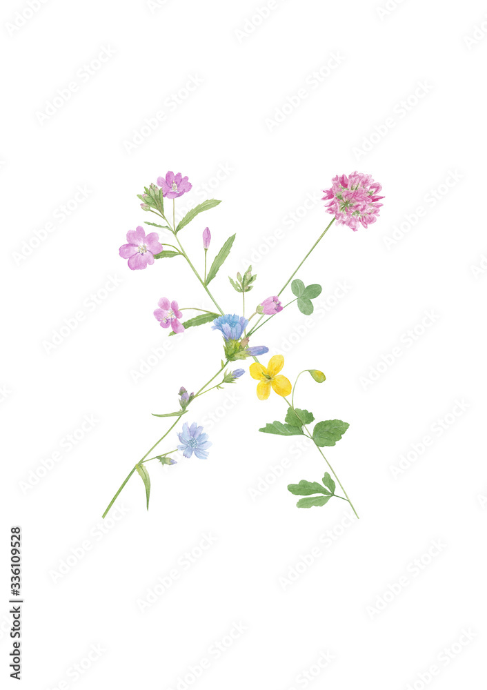 Watercolor hand drawn wild meadow flower alphabet collection. Letter X (chicory, clover, celandine, fireweed)  isolated on white background. Monogram element for summer design.