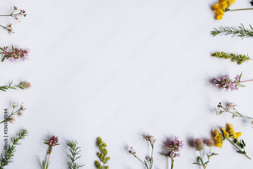 Frame of the field flowers on a white background Frame of the field flowers on a white background