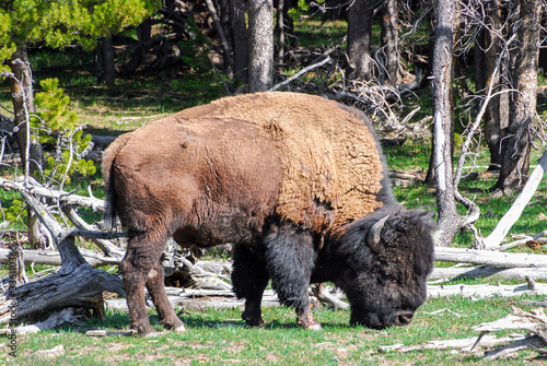 American Bison grazing in the sun in Yellowstone National Park