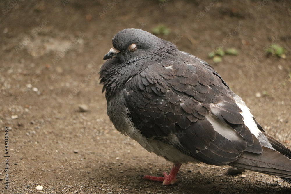 Obraz premium 都会の鳩