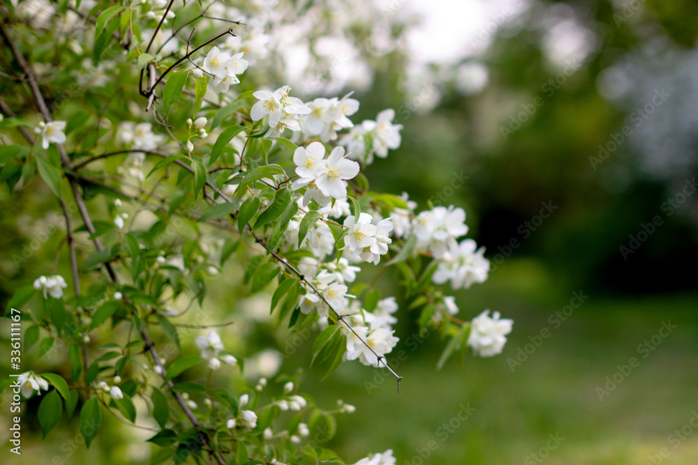 white flowers on a green background white flowers on a green background