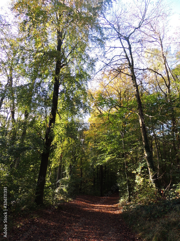 Sunlit autumnal leafy path flanked by tall trees Sunlit autumnal leafy path flanked by tall trees