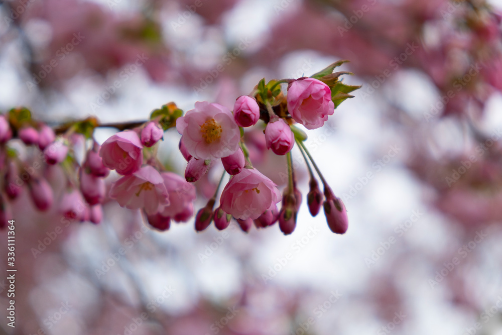 Cherry blossoms in the Prague city garden Cherry blossoms in the Prague city garden