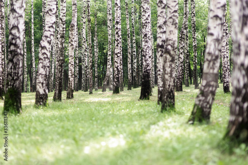 Fototapeta Naklejka Na Ścianę i Meble -  
birch forest in summer
