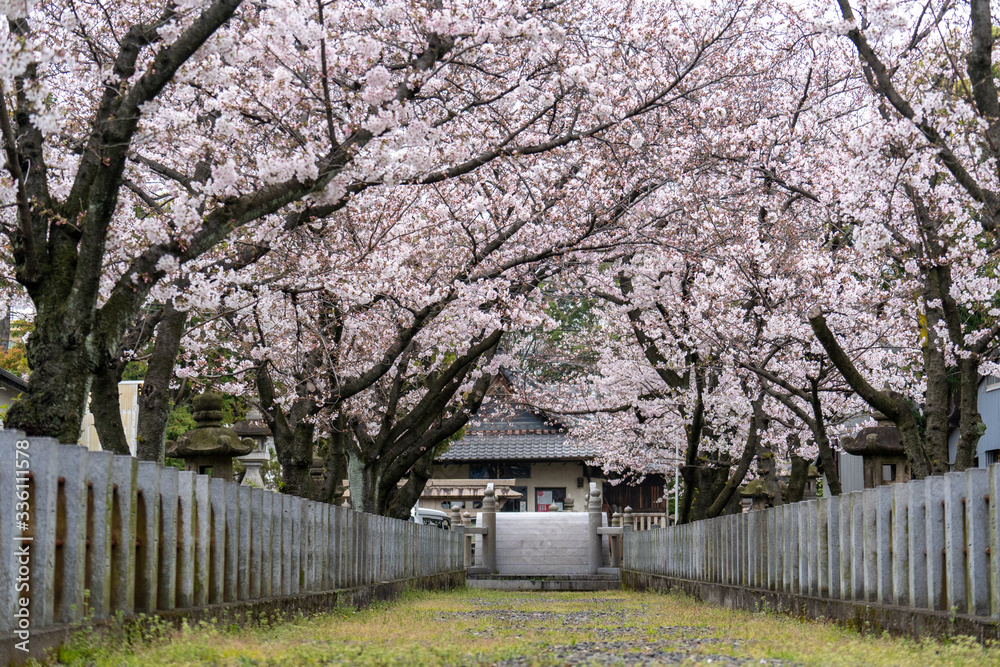 桜
桜
