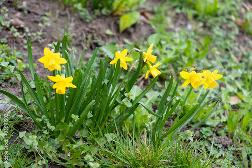 Blooming daffodils, selective focus