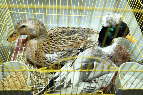 Inge Spotted duck in fair cage . Gray ducks locked inside cage looking sad . photo