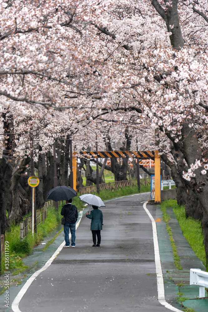 桜道