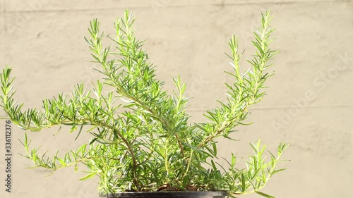 Rosemary plant