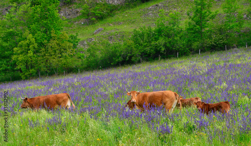 Vaches Limousines dans la sauge violette des prés ariégeois à Lordat (09250), département de l'Ariège en région Occitanie, France © didier salou