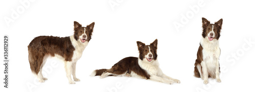 Collage set of three Border Collie dog