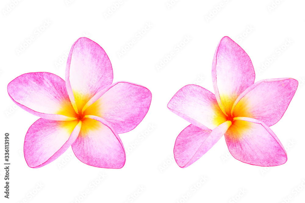 Plumeria flowers isolated on white background.