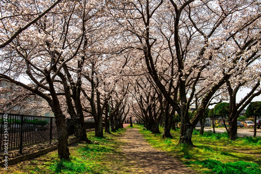 平和市民公園の桜