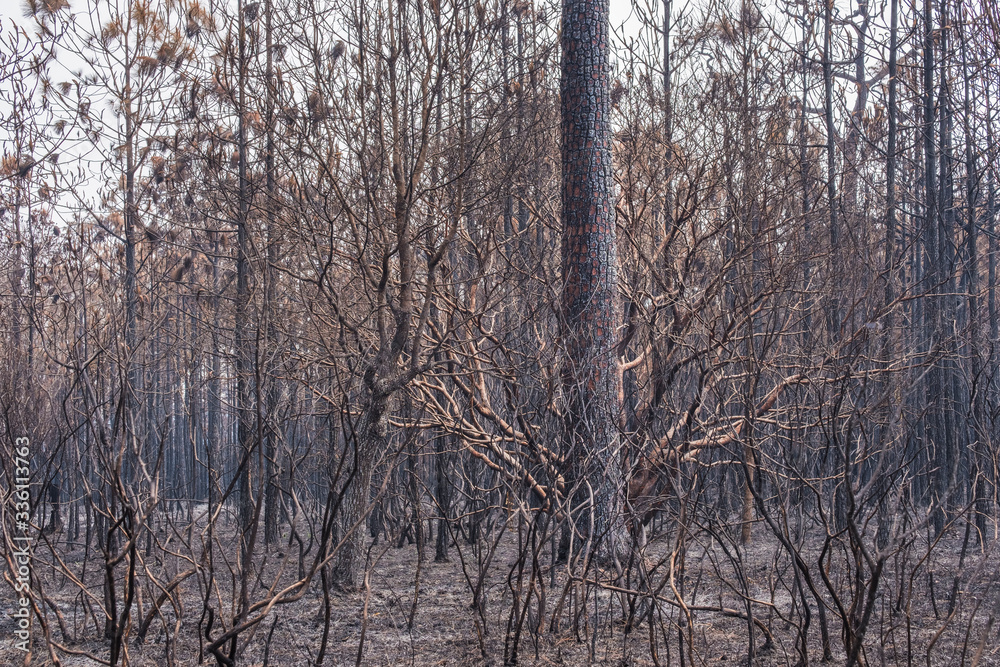 pipe forest burned view on the top of Phu Kradueng National Park 1200 msl, Loei province, Thailand, January 2020 pipe forest burned view on the top of Phu Kradueng National Park 1200 msl, Loei province, Thailand, January 2020