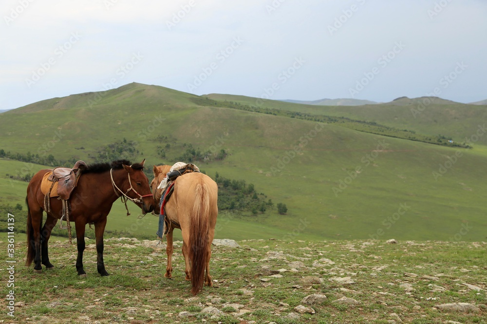 モンゴル　遊牧