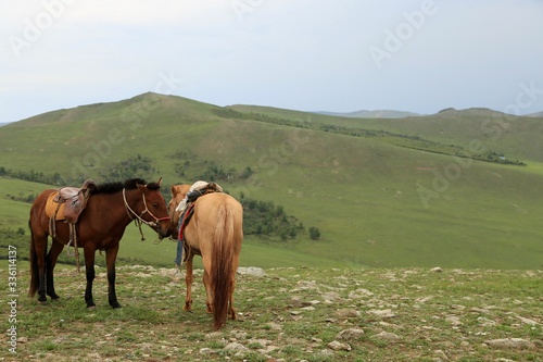 モンゴル 遊牧