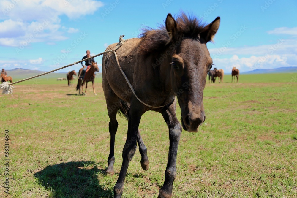 捕獲される馬 捕獲される馬