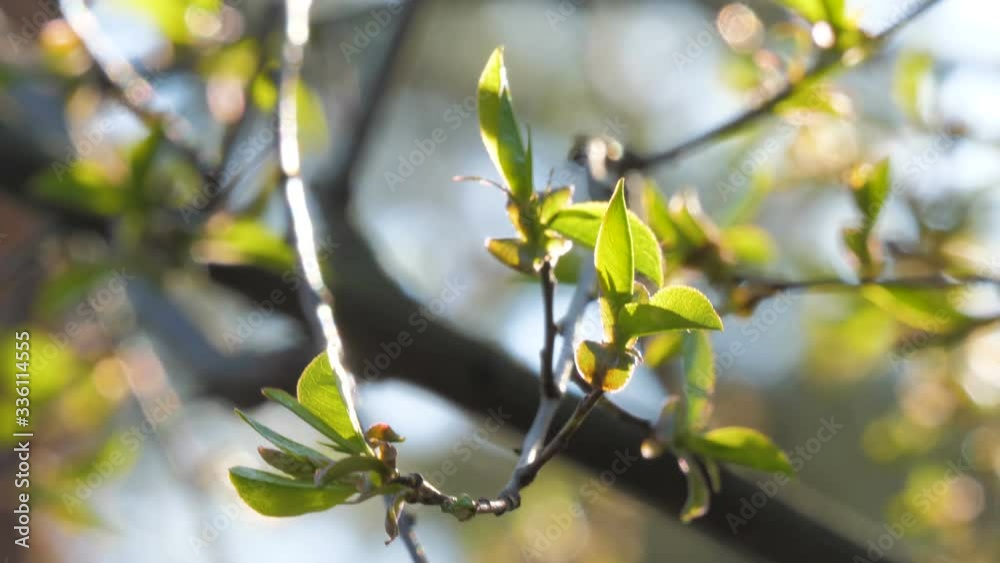 Green plant nature earth spring summer sun wild future Green plant nature earth spring summer sun wild future