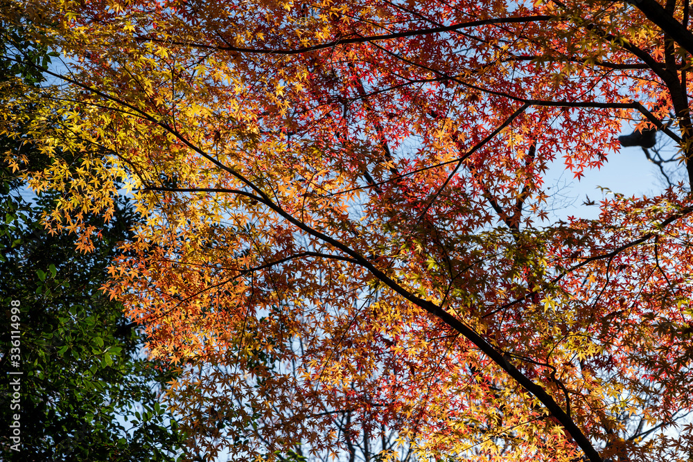 紅葉の兼六園　山﨑山のモミジ