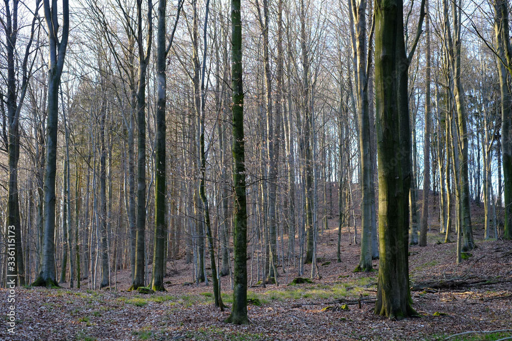 Laubwald in der Frühlingsstimmung Laubwald in der Frühlingsstimmung