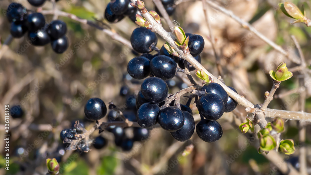 Liguster Hecke mit dunklen Beeren Liguster Hecke mit dunklen Beeren