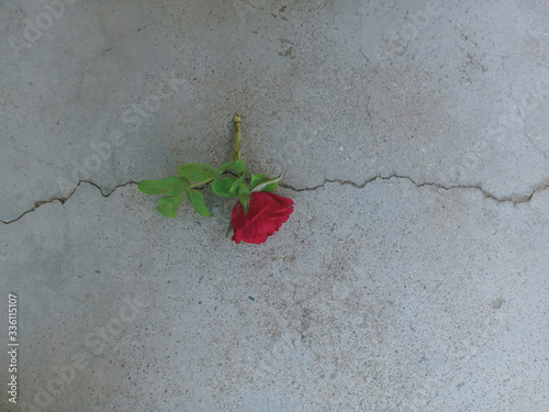 red rose on the wall
