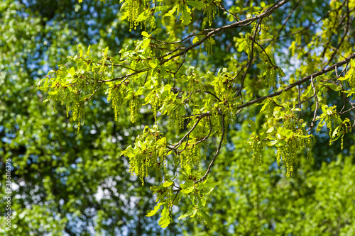 Blooming English oak