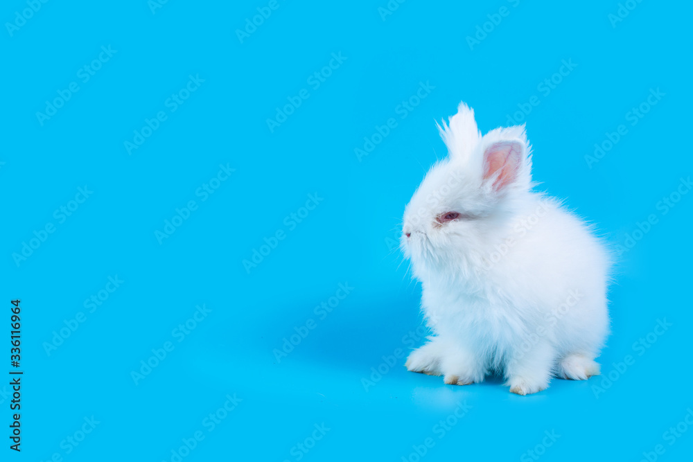 A white rabbit on a light blue background A white rabbit on a light blue background