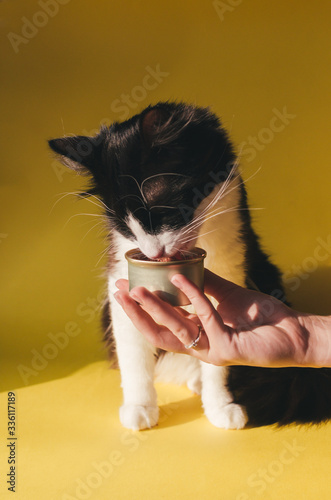 Cropped view of young woman giving Siberian cat pet food in can on yellow wall