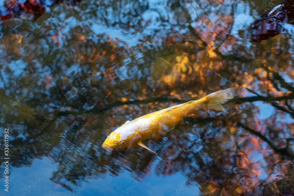 兼六園　紅葉の中を泳ぐ鯉